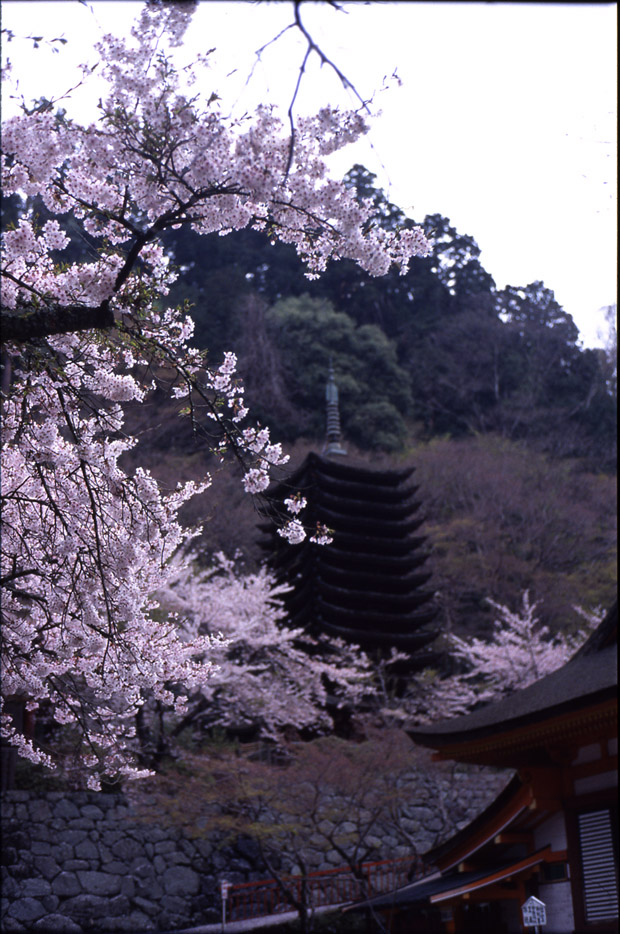 P50184height=700