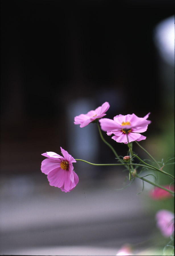 P8514